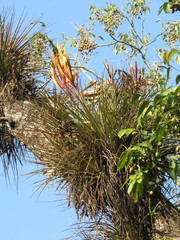 Tillandsia inopinata