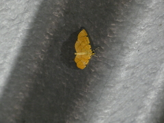 Lygropia cernalis