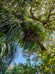 Phlegmariurus varius