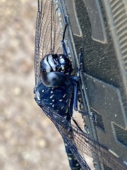 Austroaeschna anacantha