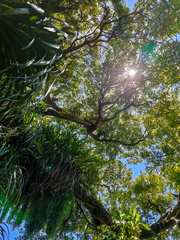 Phlegmariurus varius