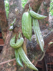 Parmentiera aculeata