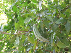 Parmentiera aculeata