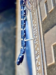 Austroaeschna anacantha