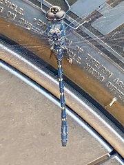 Austroaeschna anacantha