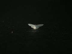 Chloropteryx glauciptera