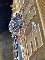 Austroaeschna anacantha