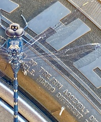 Austroaeschna anacantha