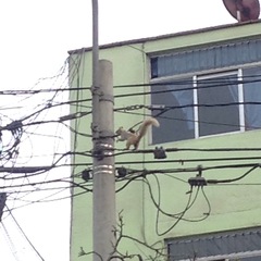 Sciurus stramineus