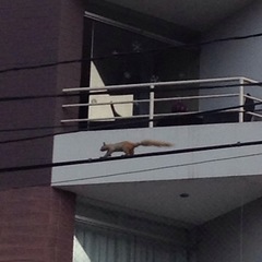 Sciurus stramineus