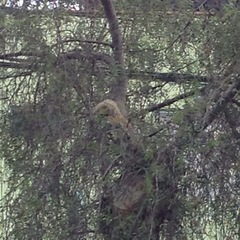 Sciurus stramineus