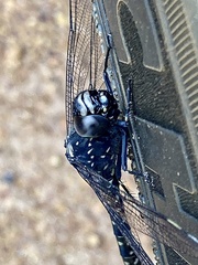Austroaeschna anacantha