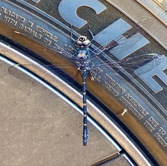 Austroaeschna anacantha