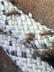 Acromyrmex coronatus