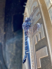 Austroaeschna anacantha