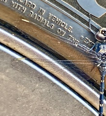 Austroaeschna anacantha