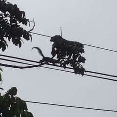 Sciurus stramineus