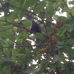 Sciurus stramineus