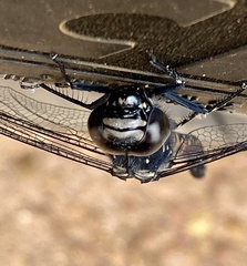 Austroaeschna anacantha