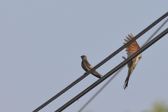 Stelgidopteryx serripennis