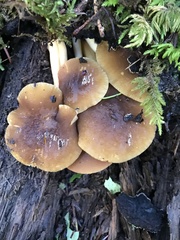 Pluteus vellingae