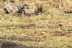 Sylvilagus floridanus