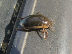 Tropisternus lateralis