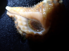 Tonnoidea
