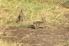Sylvilagus floridanus