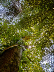 Dacrycarpus dacrydioides