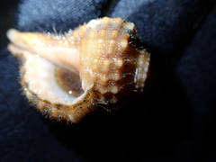 Tonnoidea