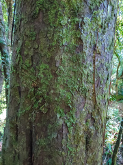 Dacrycarpus dacrydioides