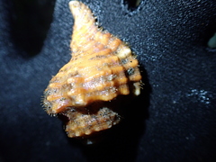 Tonnoidea