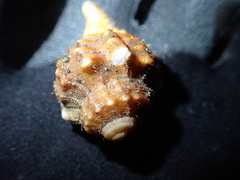 Tonnoidea