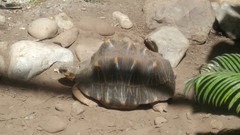 Astrochelys radiata