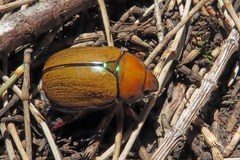 Anoplognathus suturalis