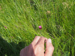 Dianthus pontederae