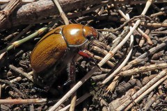 Anoplognathus suturalis