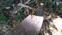 Micrathena sanctispiritus