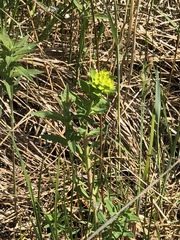 Euphorbia palustris