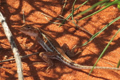 Ctenophorus isolepis