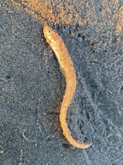 Ophidiidae