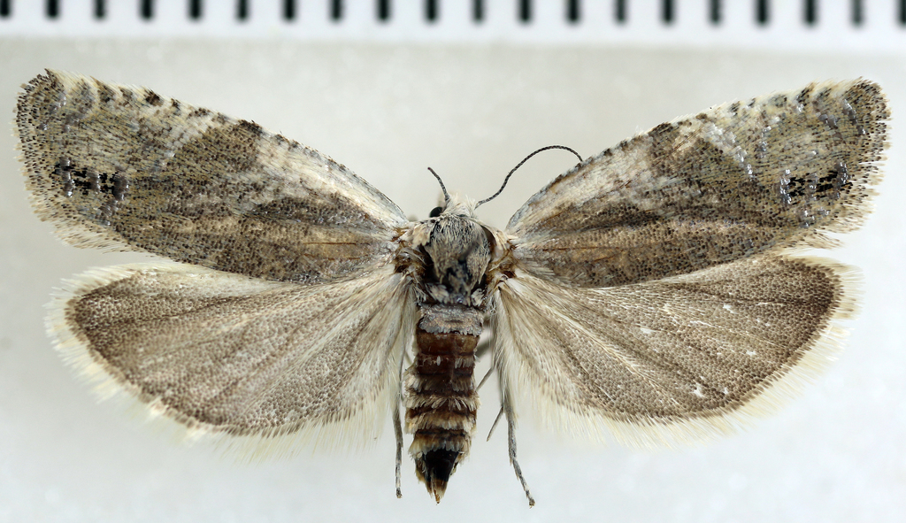 Eucosma artemisiana