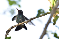 Cynanthus latirostris