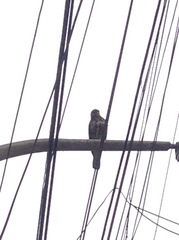 Parabuteo unicinctus
