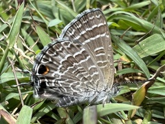 Theclinesthes miskini