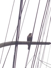 Parabuteo unicinctus