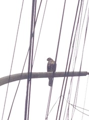 Parabuteo unicinctus