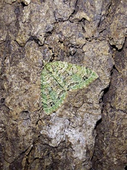 Hammaptera parinotata