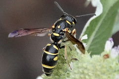 Parancistrocerus salcularis